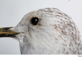 Common gull Larus Canus eye 0004.jpg